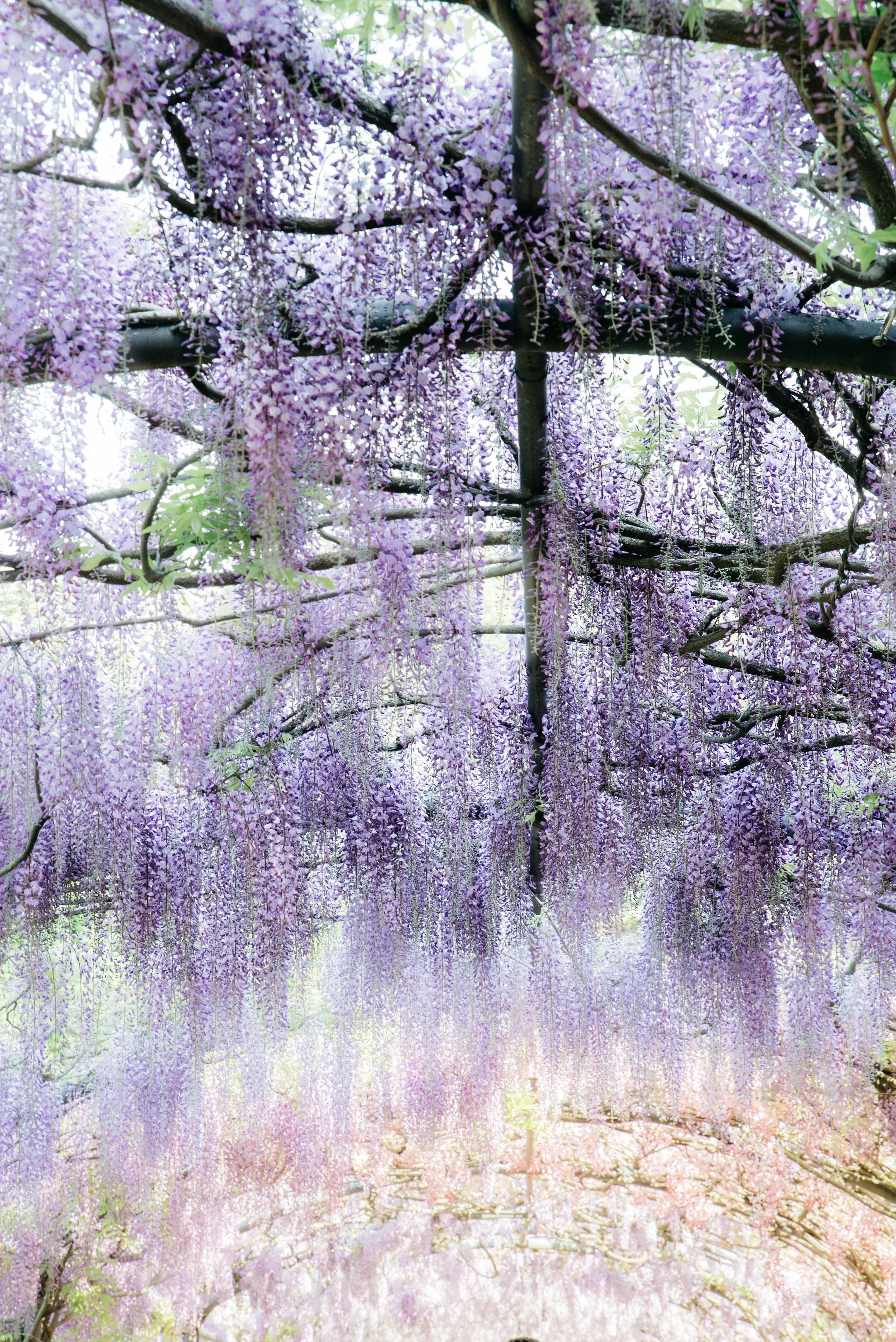 Silent Poetry: The Art of the green soul - historic gardens and hidden sanctuaries in Florence