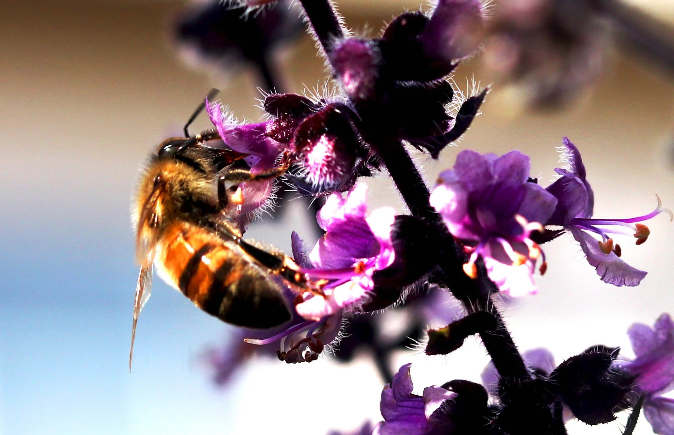 bee2.JPG