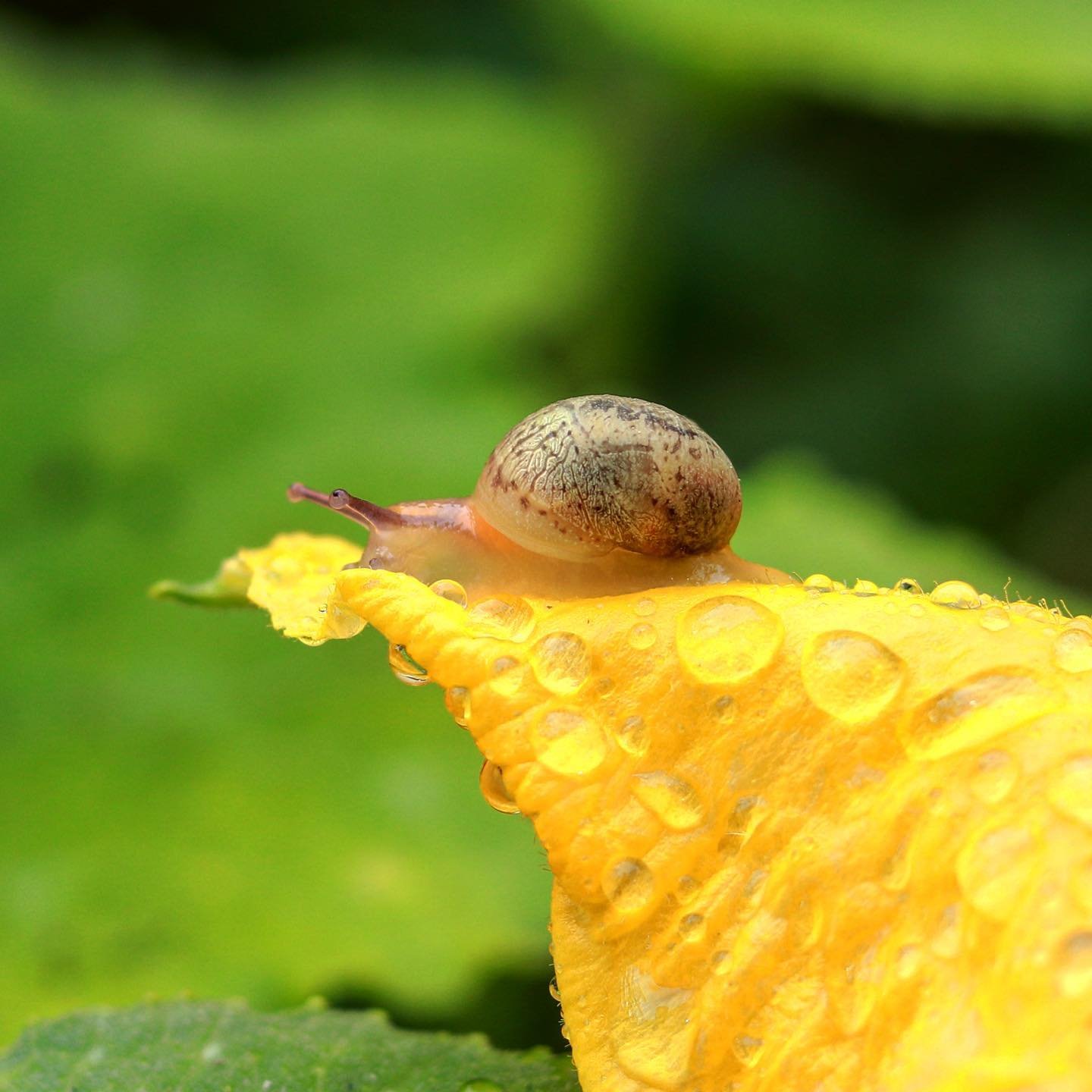 snail.jpg