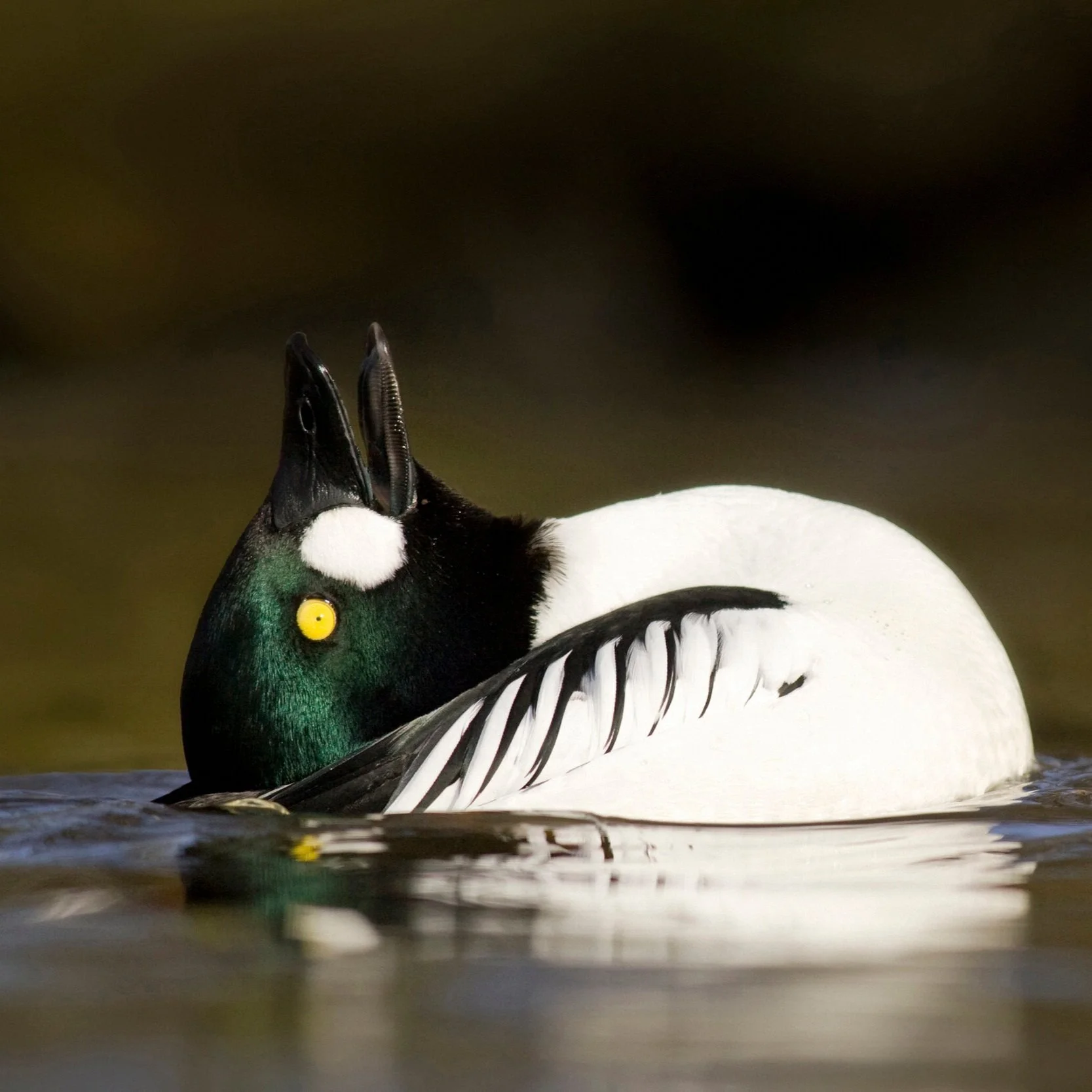 goldeneye_.jpg