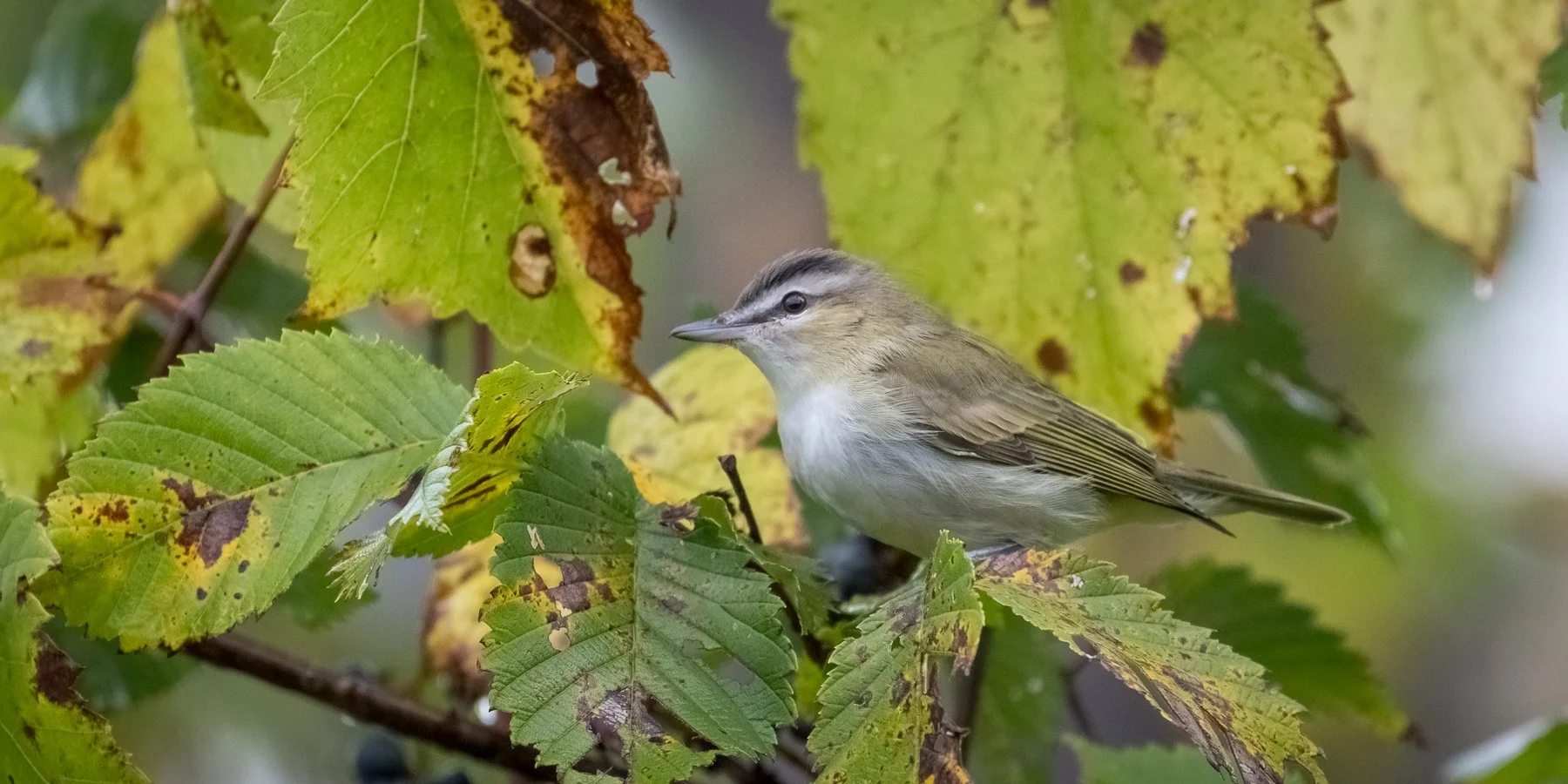 Fall Birding with Bridget Butler at North Branch Nature Center