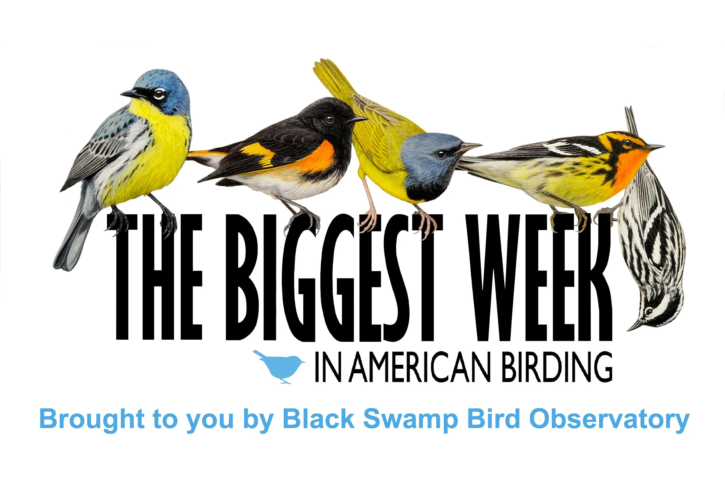 Biggest Week In American Birding ~ Spotlight Presentor
