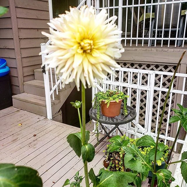 My Dahlias are blooming! It felt like forever before a bloom actually appeared. I planted the bulbs many months ago and waited . The stalks got taller and taller and thicker and stronger. And then one day a bud appeared at the top. Even then it took 