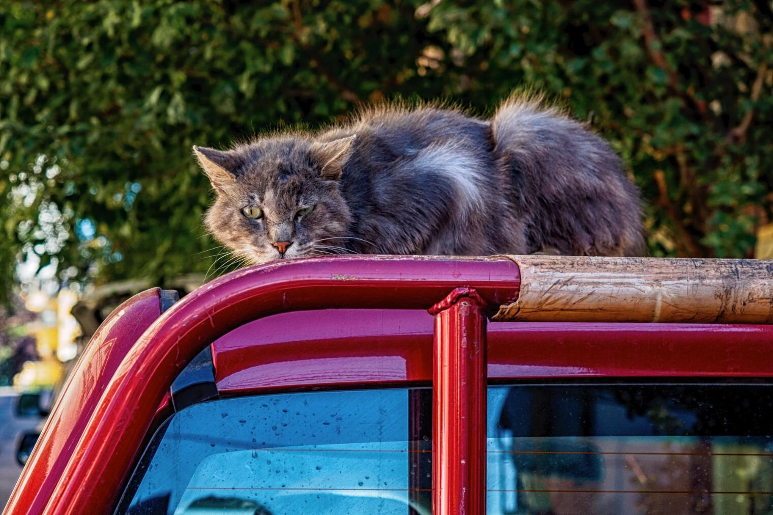 xavier_colomer_gatos_de_valparaiso_17.jpg