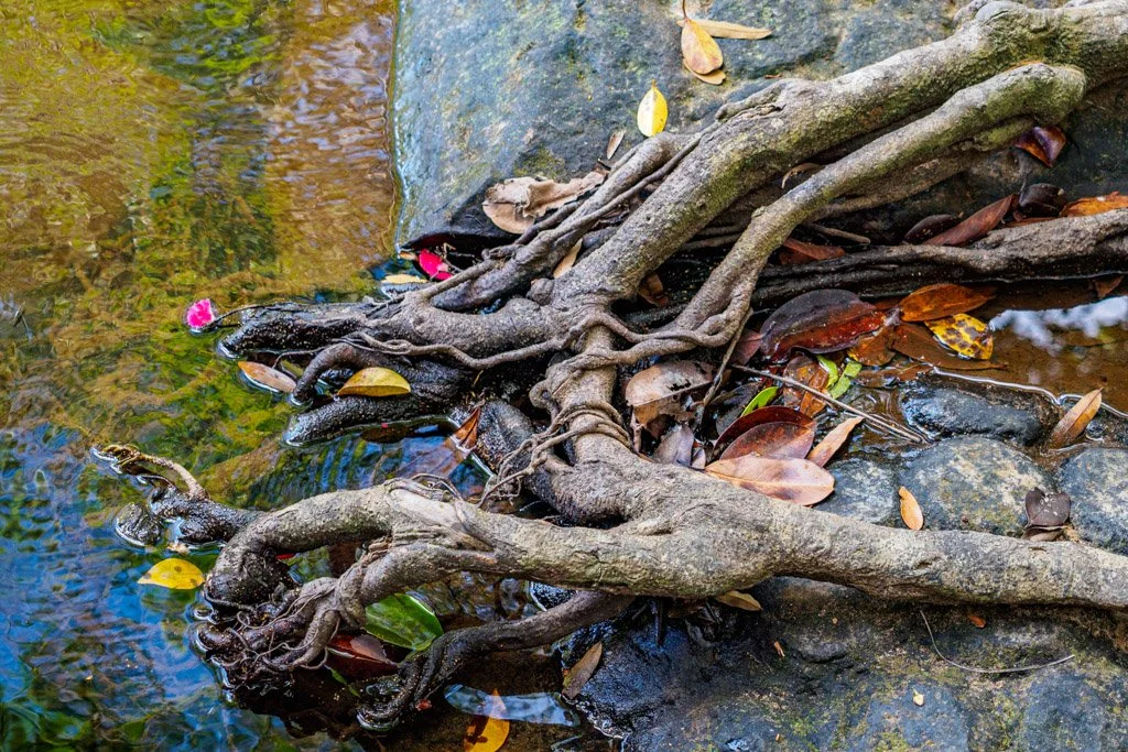 siemreap- xavier colomer-2025-14.jpg