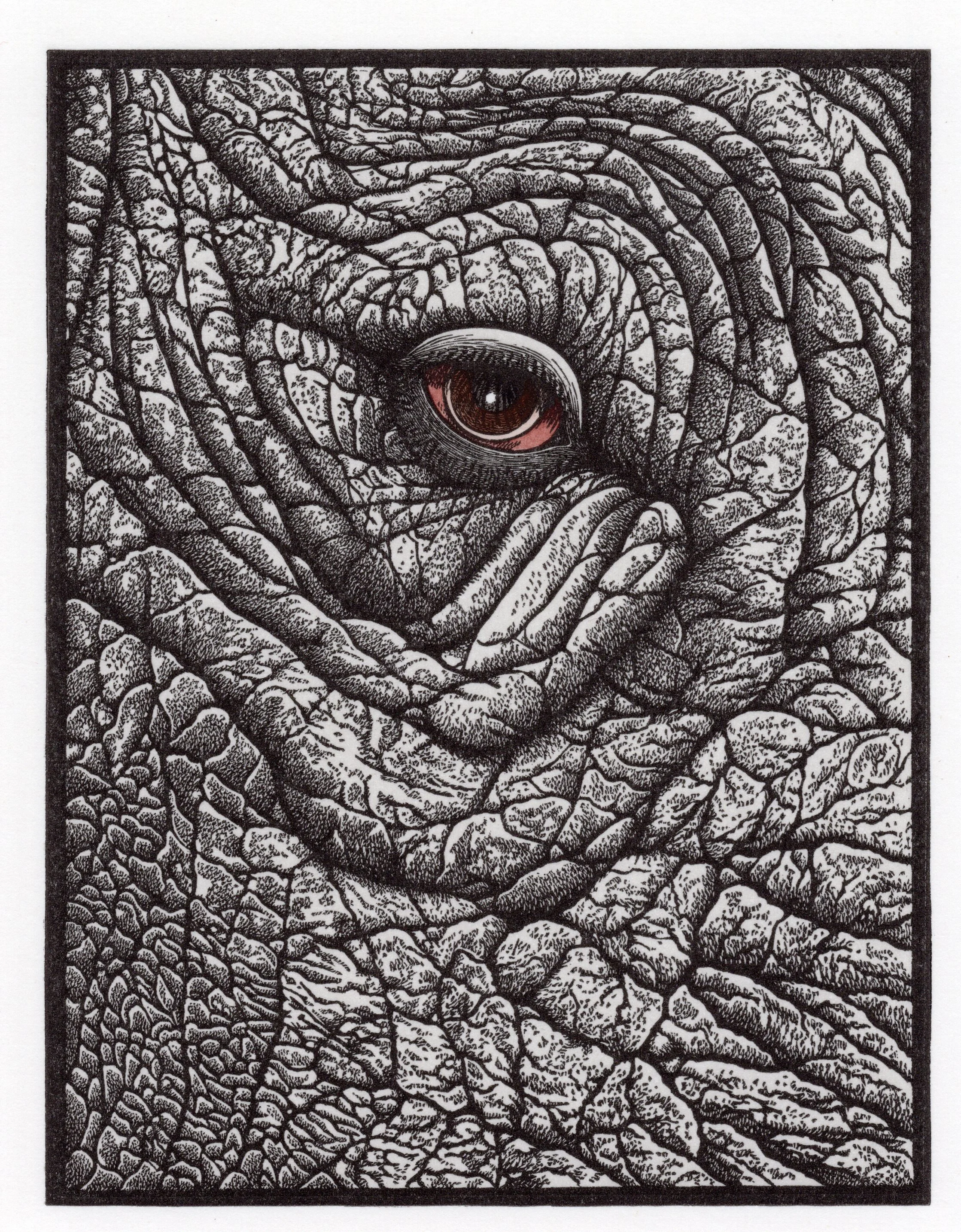 2. Extinct- The Western Black Rhinoceros.jpg