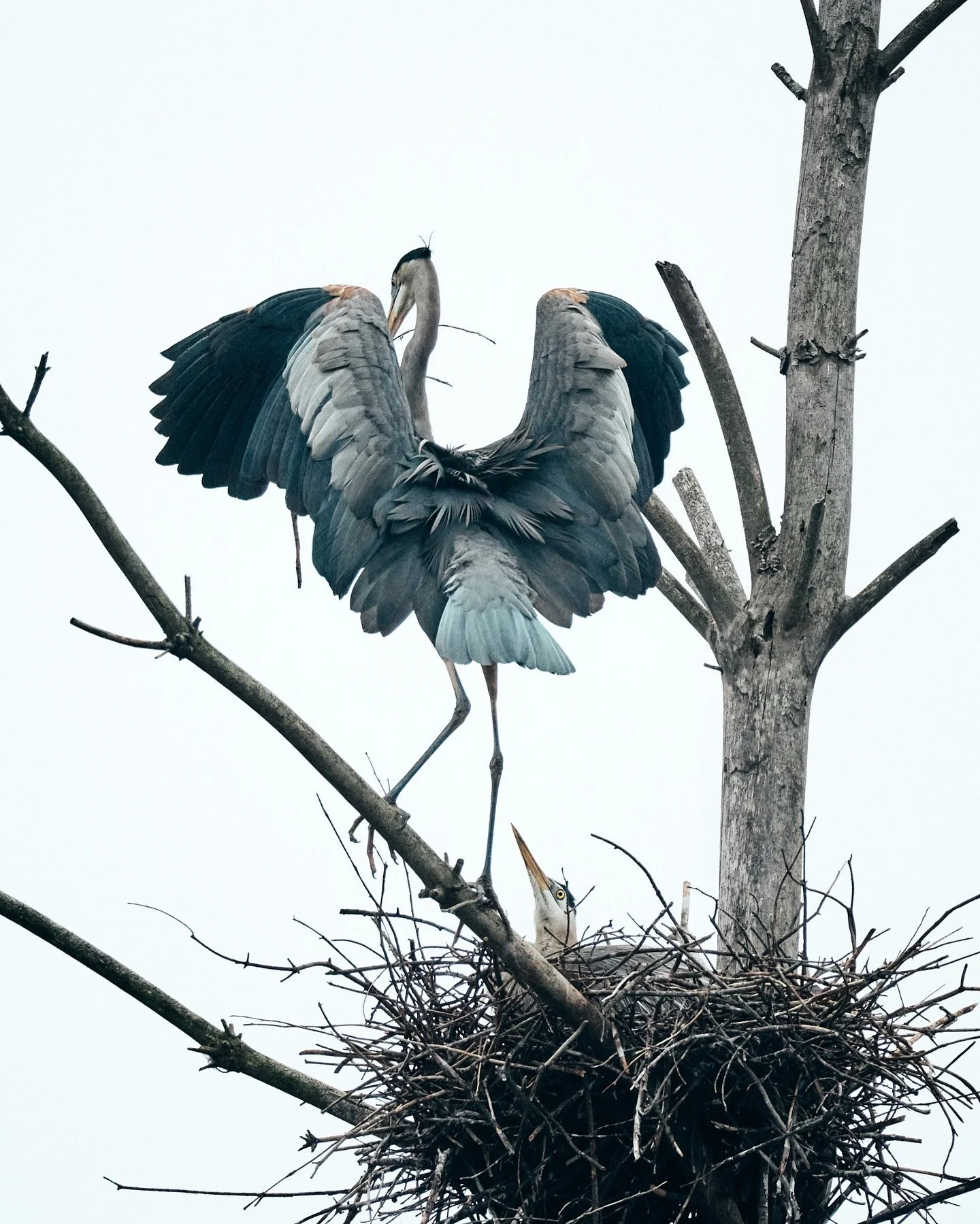 When Jay Zucco's wife @elizazucco sent me some of his photographs of great blue herons, I immediately thought of John James Audubon's iconic painting turned engraving "Great Blue Heron." In 1821 Audubon lay belly-down in a Louisiana marsh t