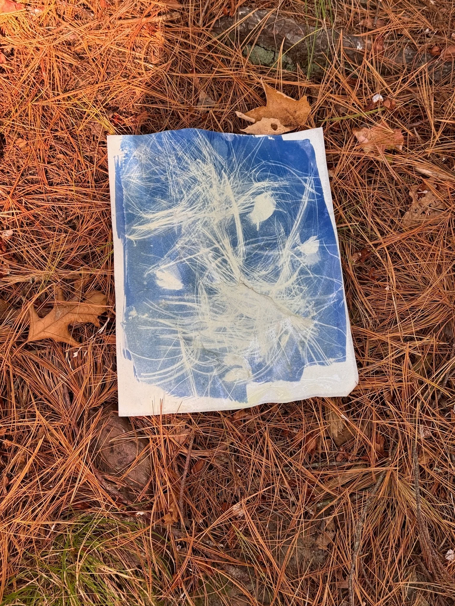 05 cyanotype finished.jpeg
