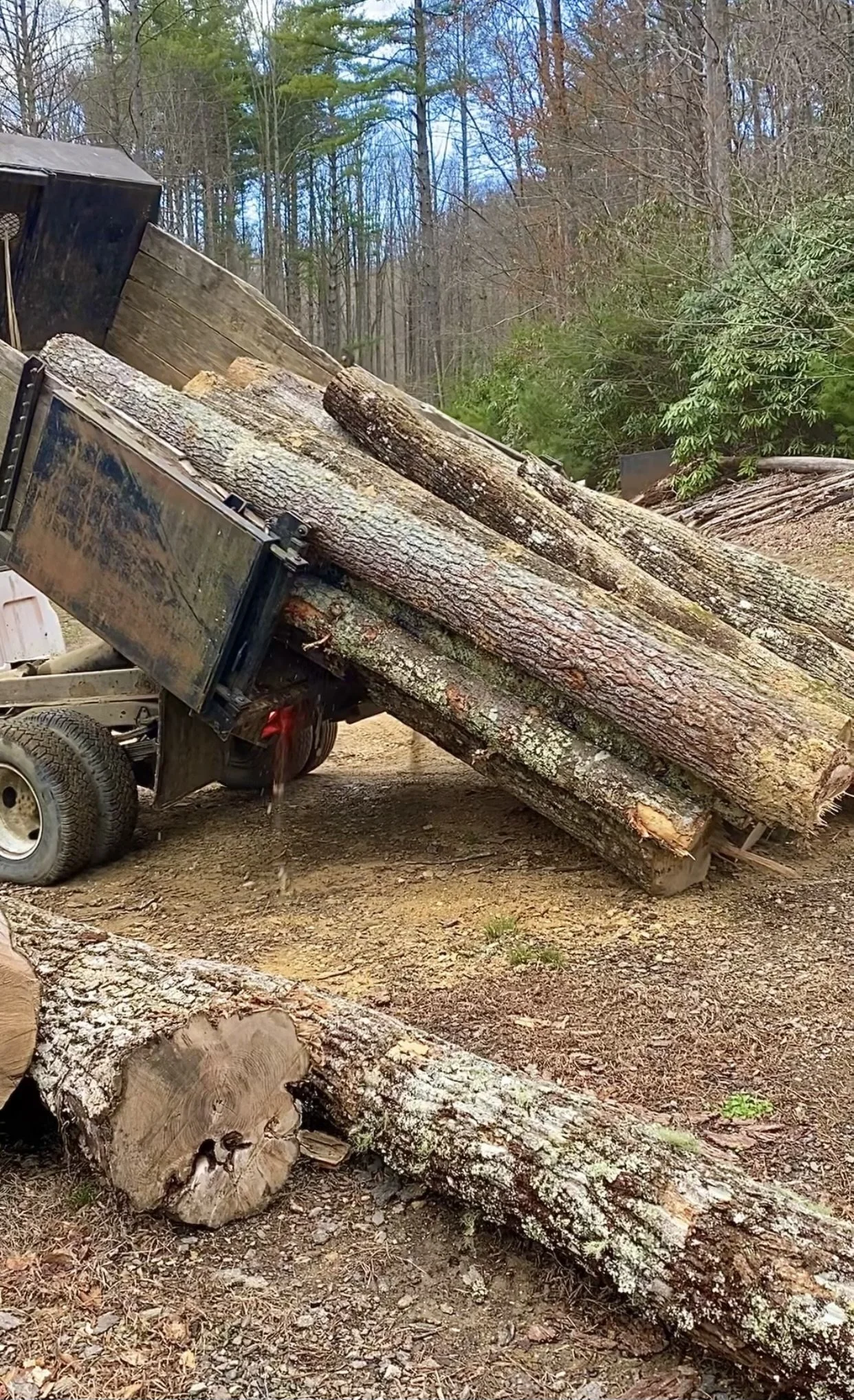 Eustace Conway's Forest Products & Timber Harvest — Turtle