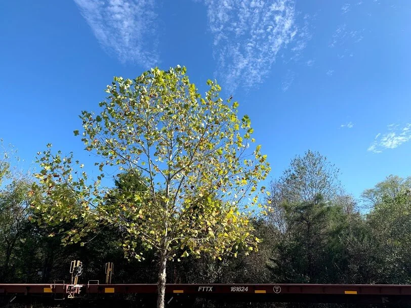 City of Charlestown Tree Planting