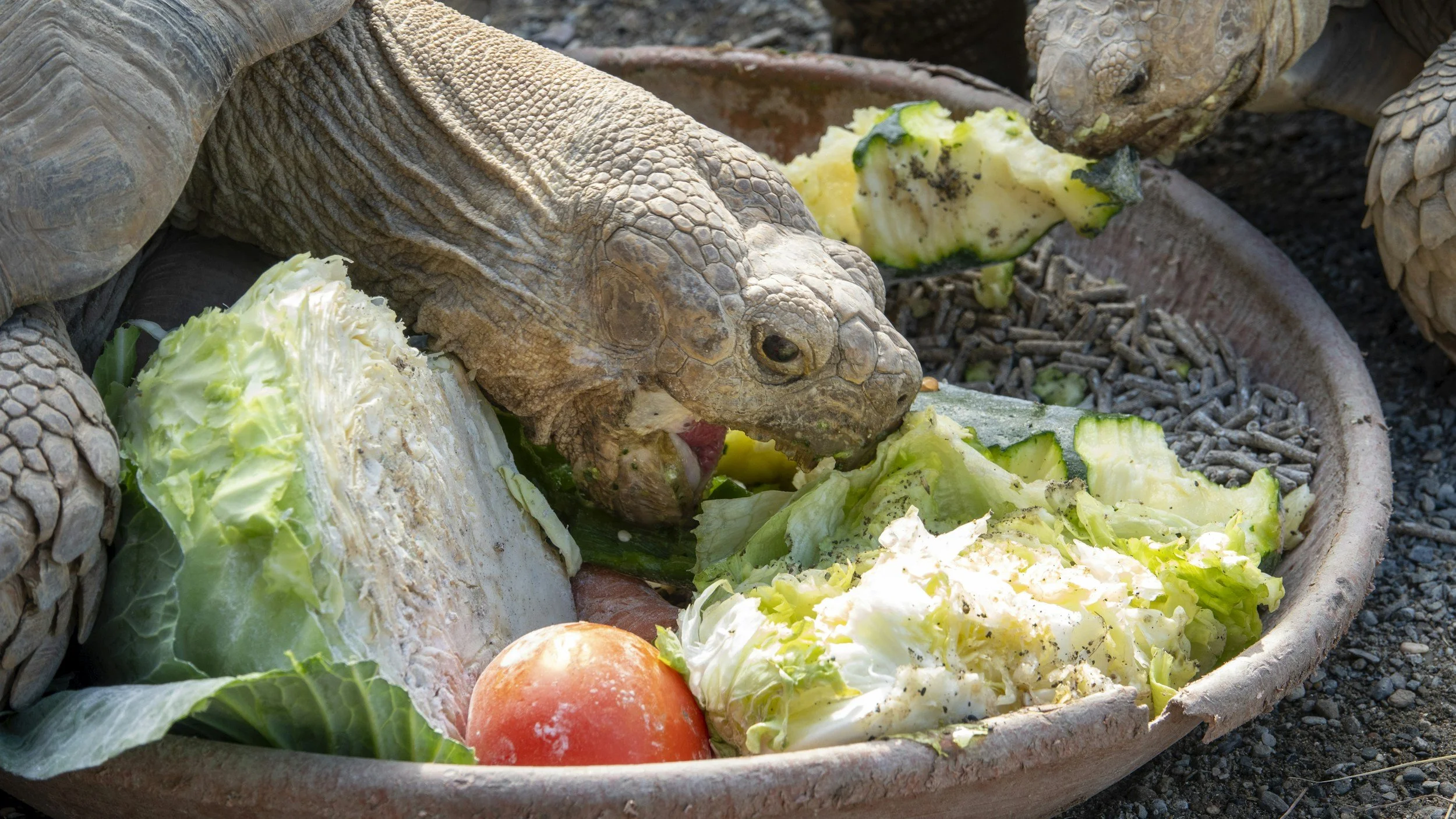 Turtle Talk