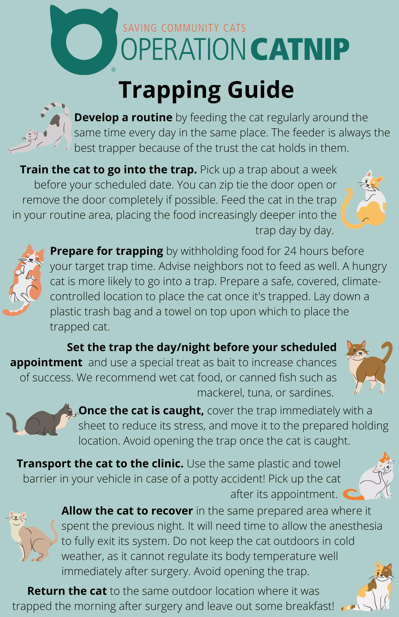 Feral Cat Trapping Tips