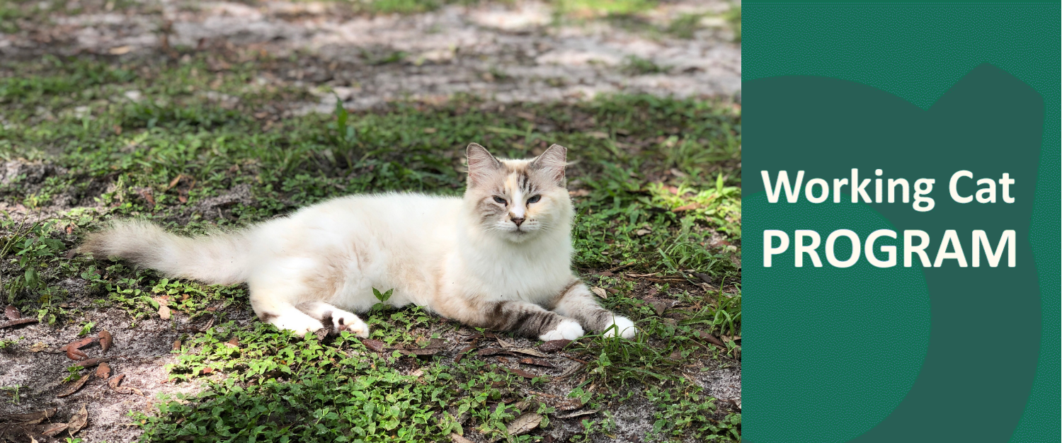 About the Working Cat Program — Operation Catnip
