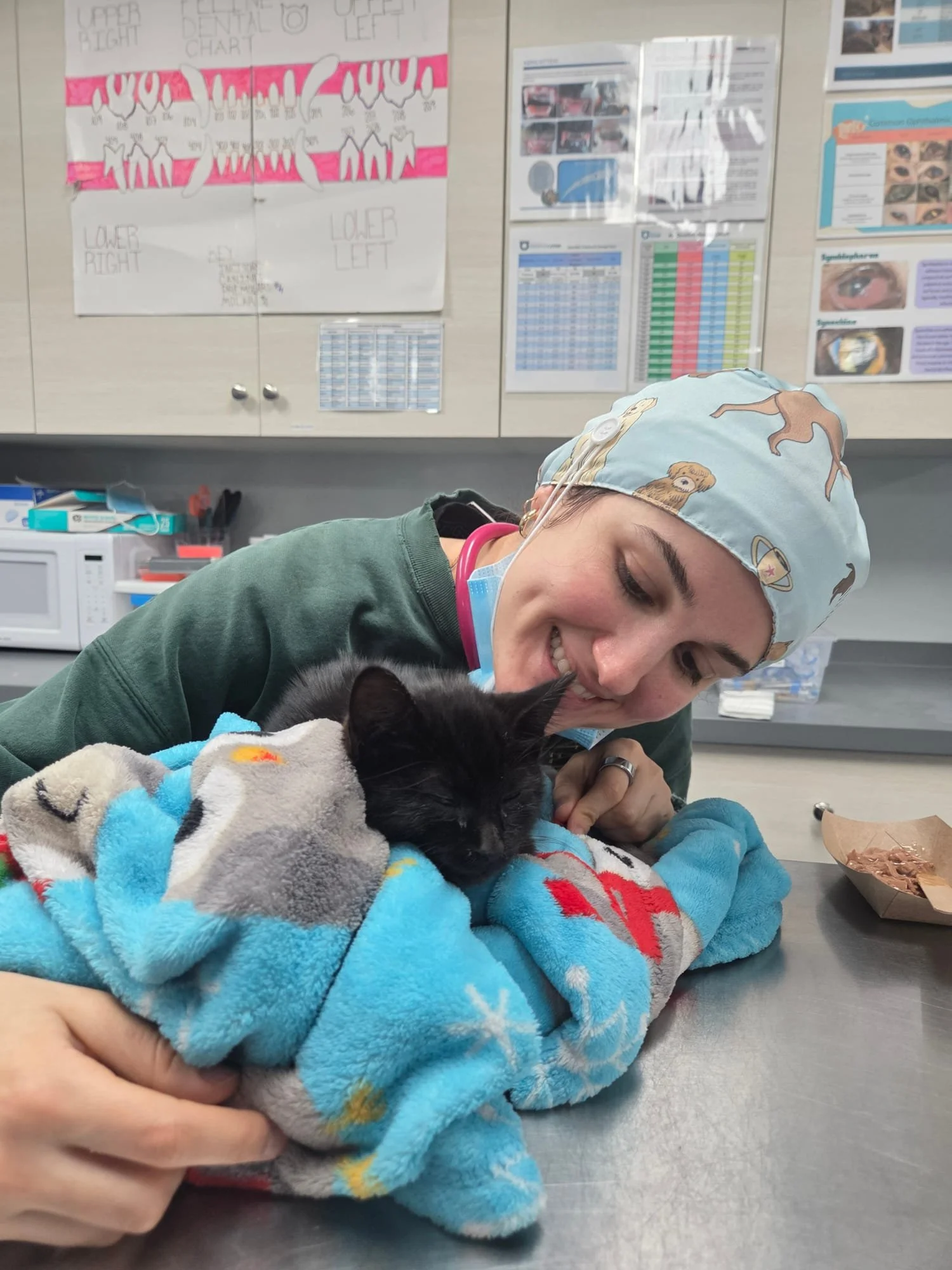 A Veterinary Student performing a kitten exam