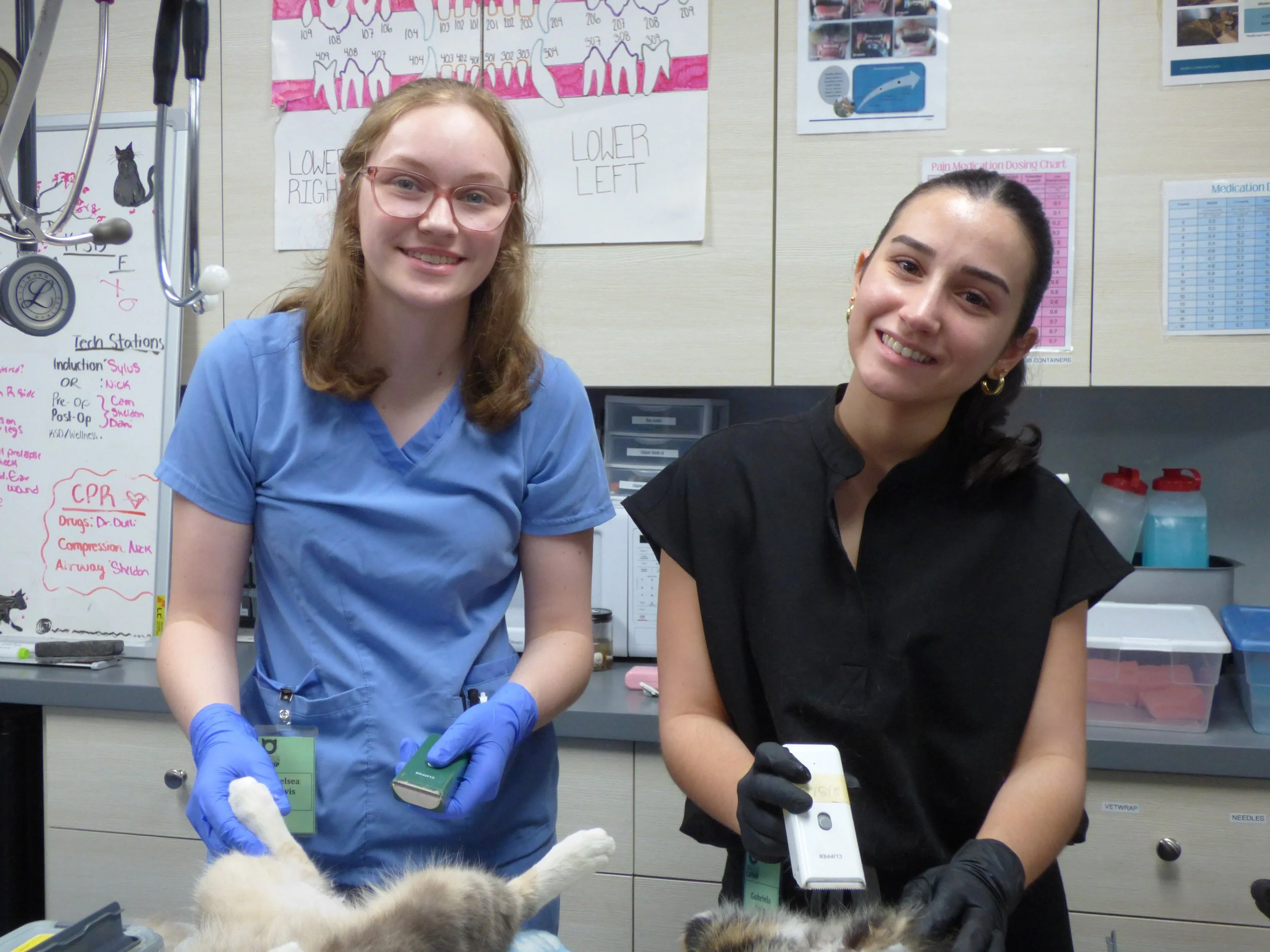 Undergrad volunteers prepping cats for surgery