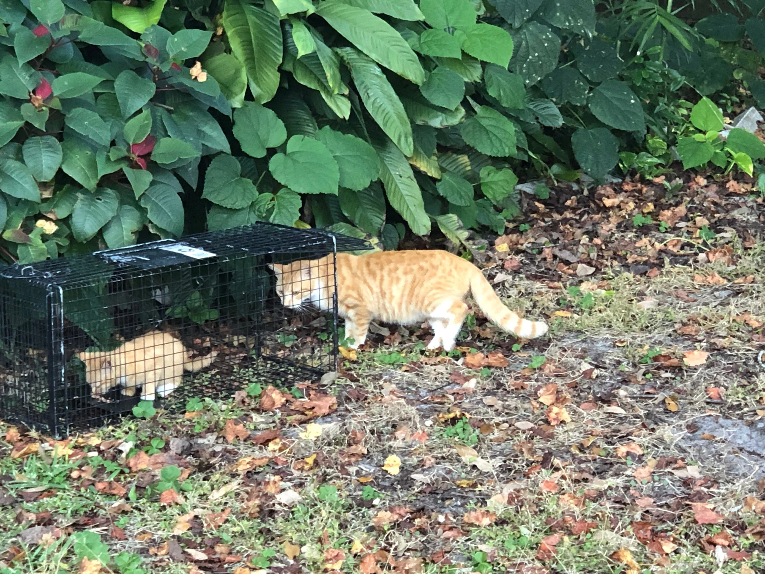 Cat Interception Kitten Shelter Diversion — Operation Catnip