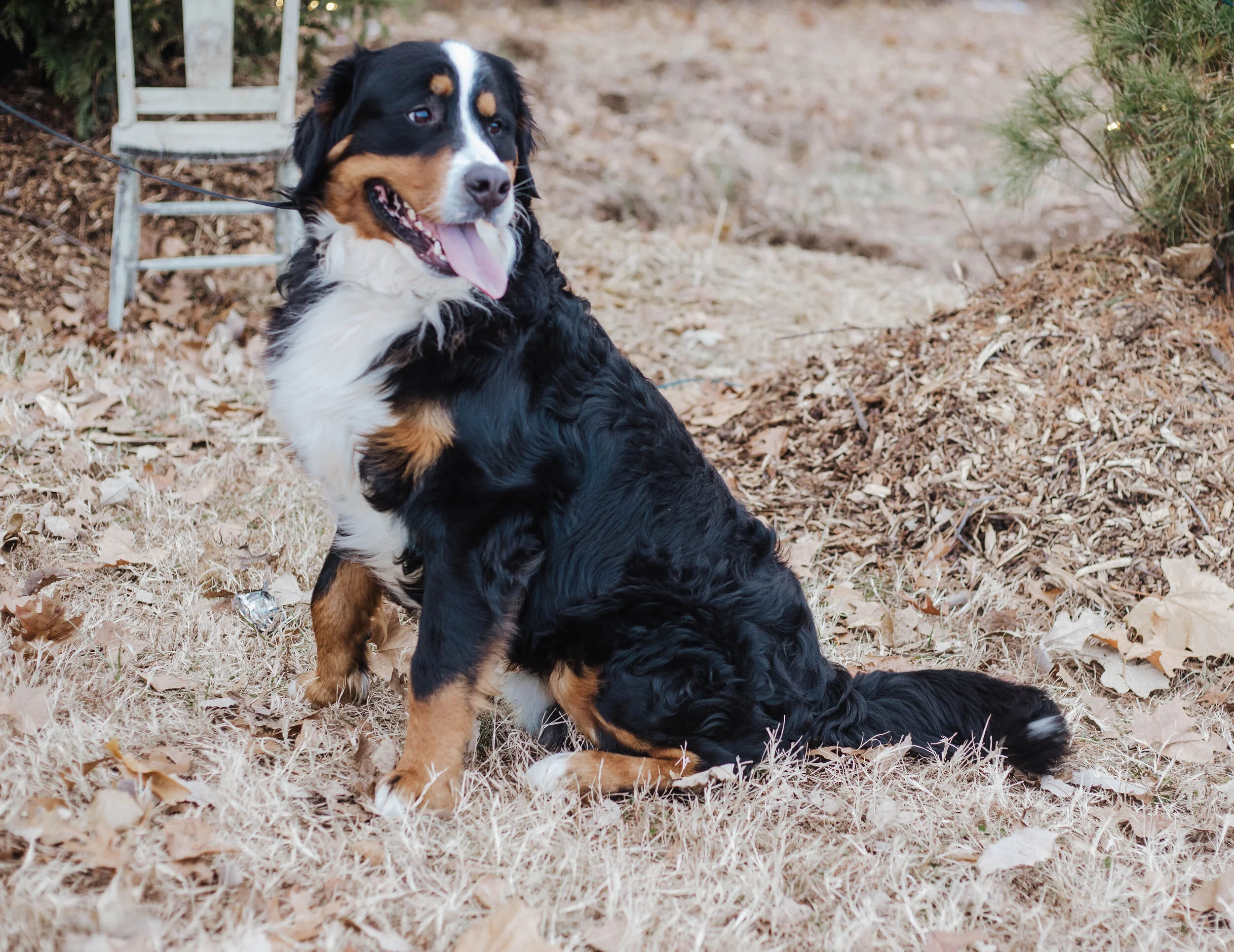 bernese mountain dog for sale in missouri