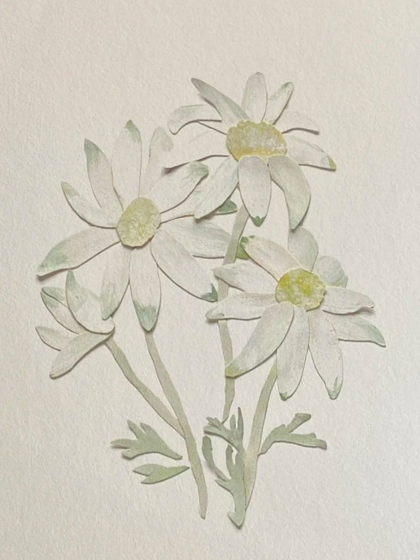 Flannel Flower Artwork January Australian Native