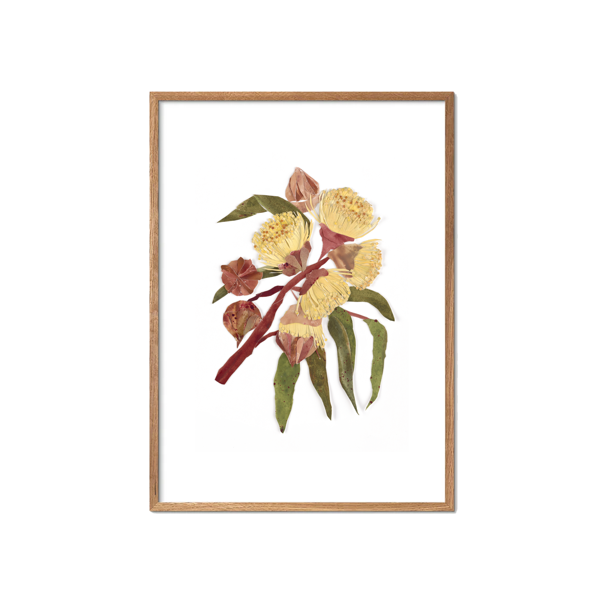 Kingsmill Mallee Fine Art Print | Tahnee Denholm Studio - Botanical Art Australia