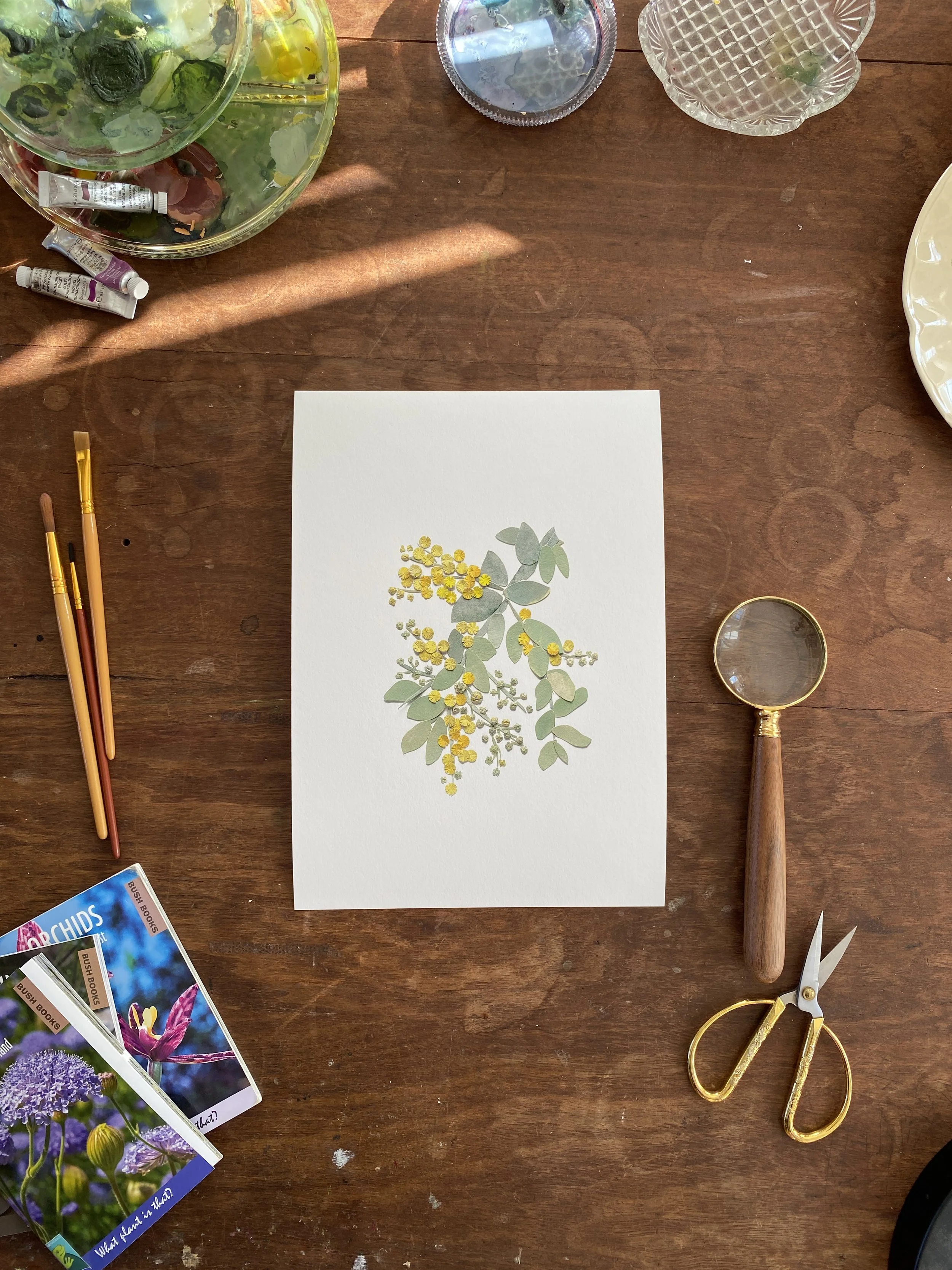 Tahnee Denholm Studio | Fine Art Prints - silver wattle.JPG