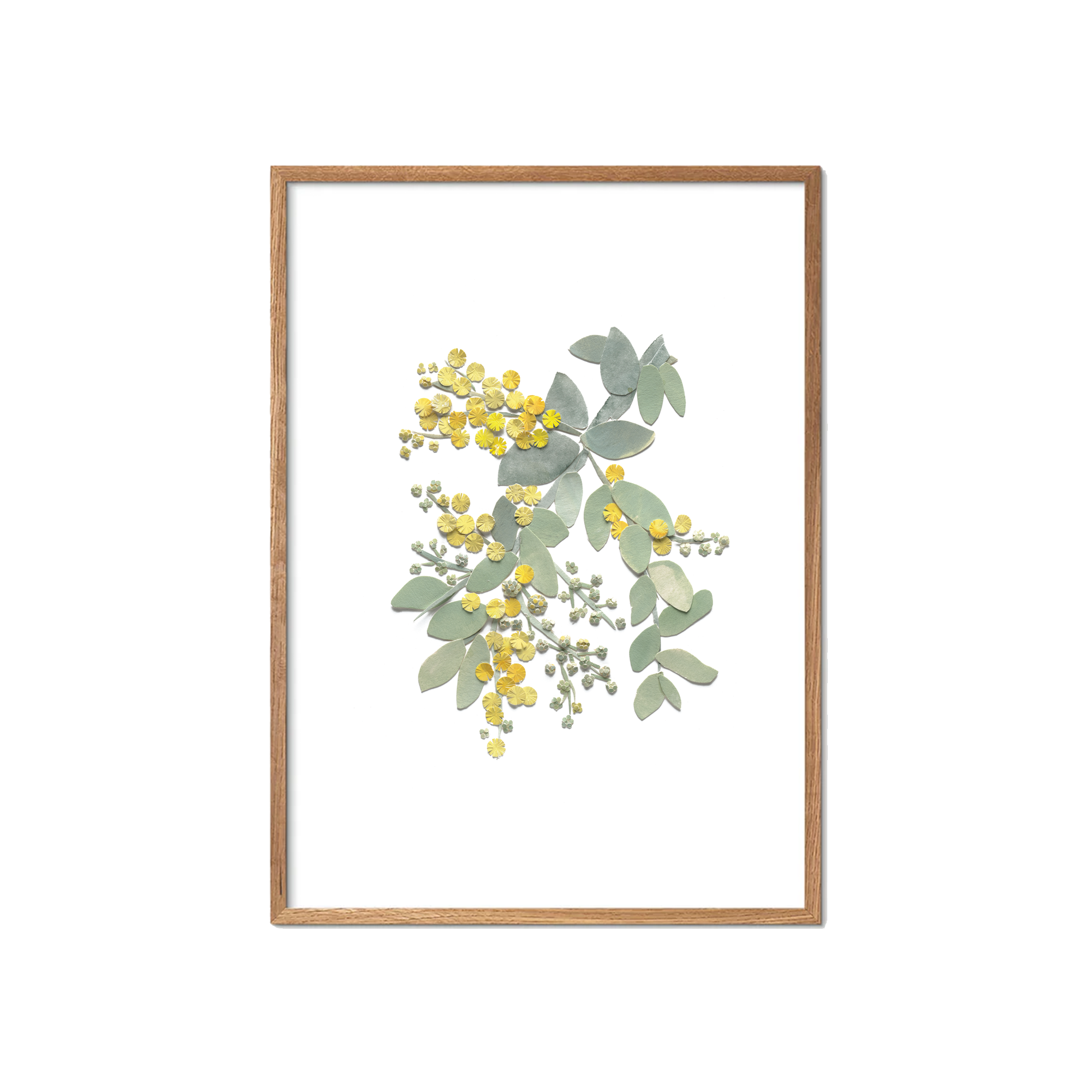 Silver Wattle Fine Art Print | Tahnee Denholm Studio - Botanical Art Australia