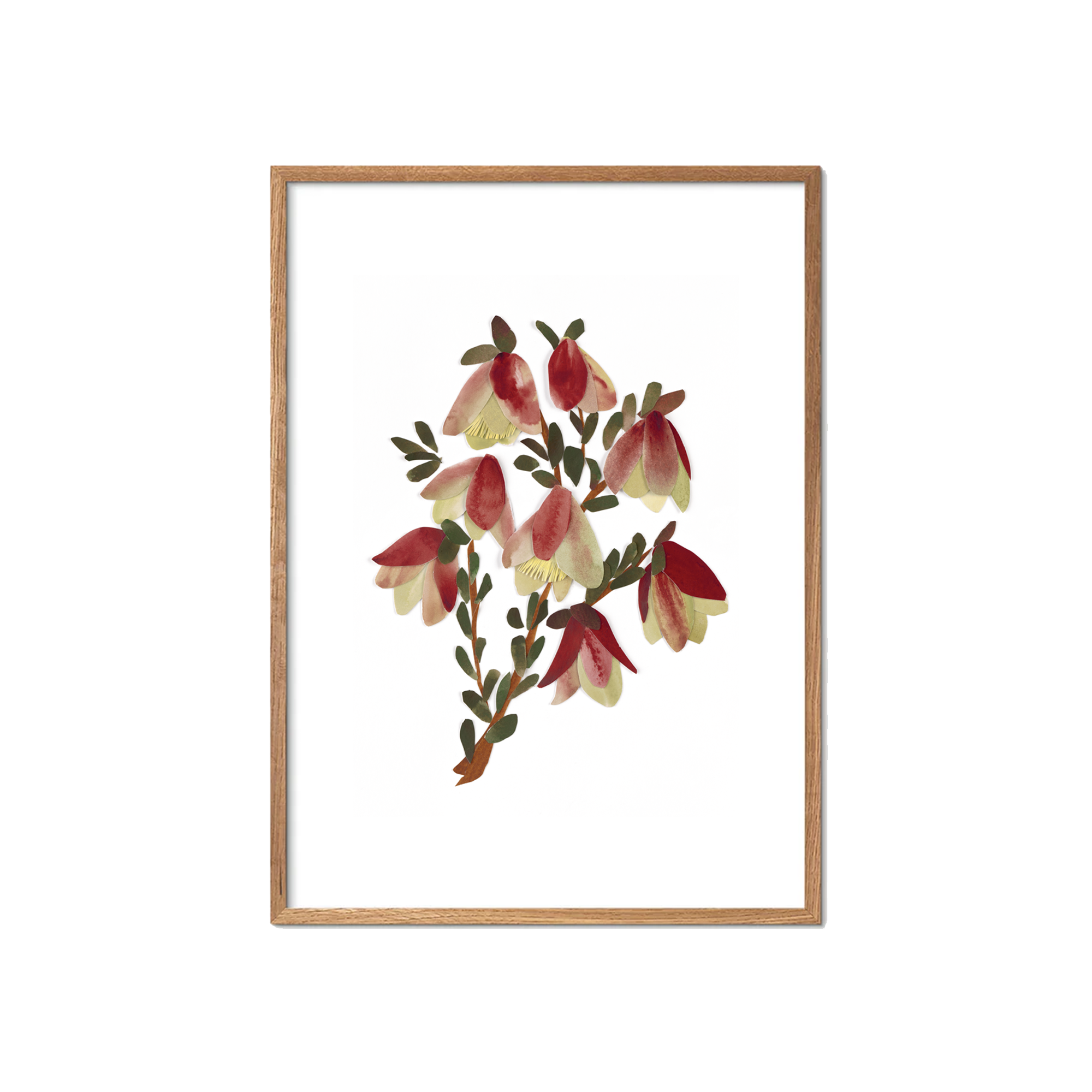 Qualup Bell Fine Art Print | Tahnee Denholm Studio - Botanical Art Australia