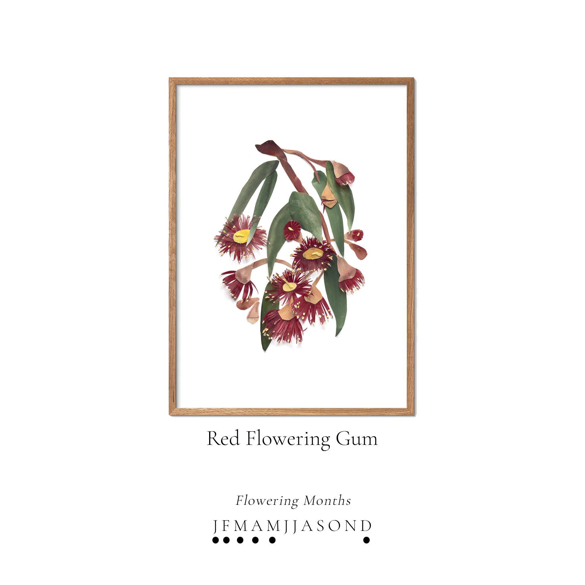 Tahnee Denholm Studio Prints - Flower Diary - Framed Name Flowering - Red Flowering Gum.png (Copy)