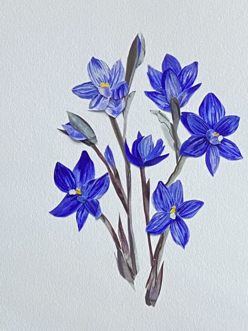 Watercolor painting of a bunch of blue flowers with yellow and white centers on a white background.