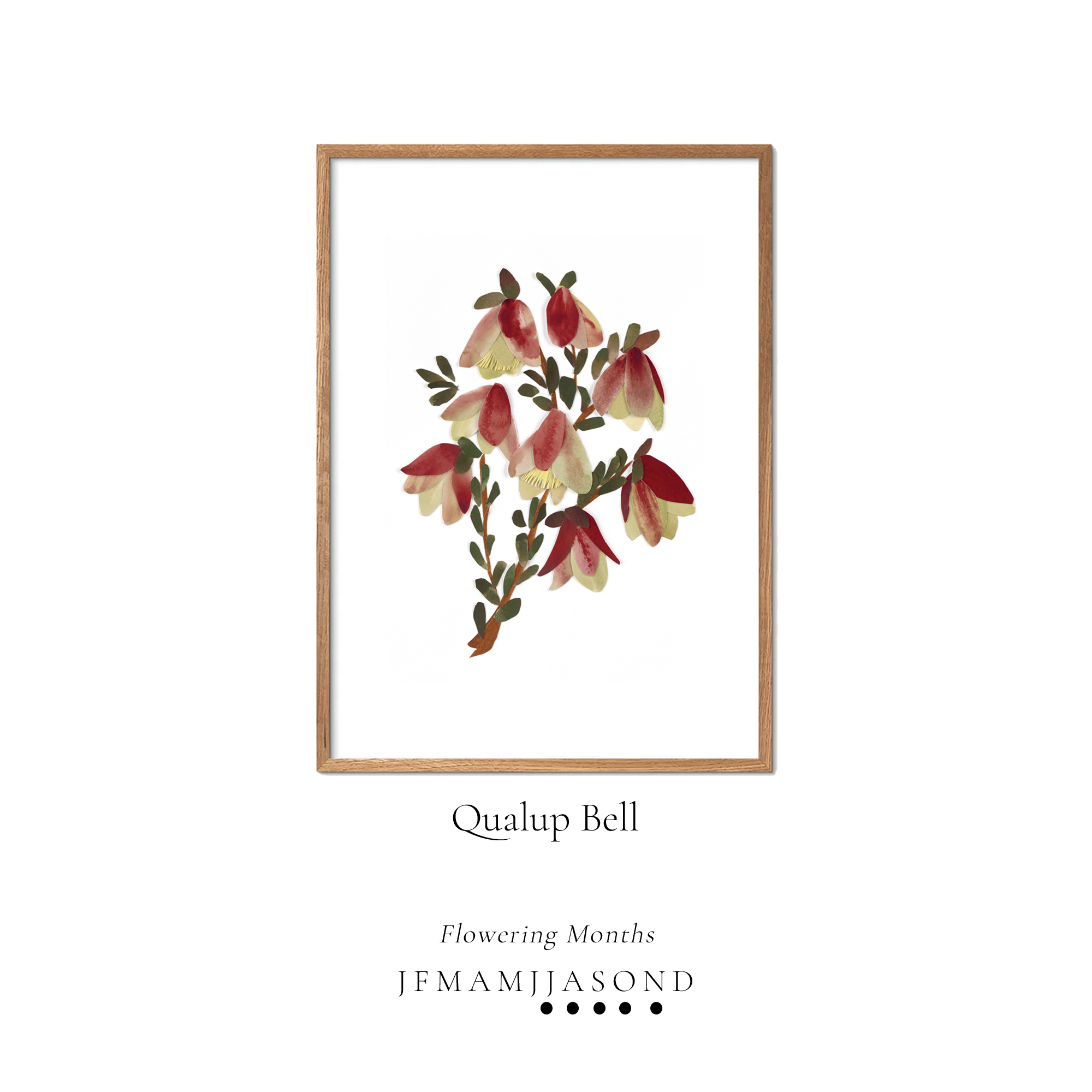 Tahnee Denholm Studio Prints - Flower Diary - Framed Name Flowering - Qualup Bell.png (Copy)
