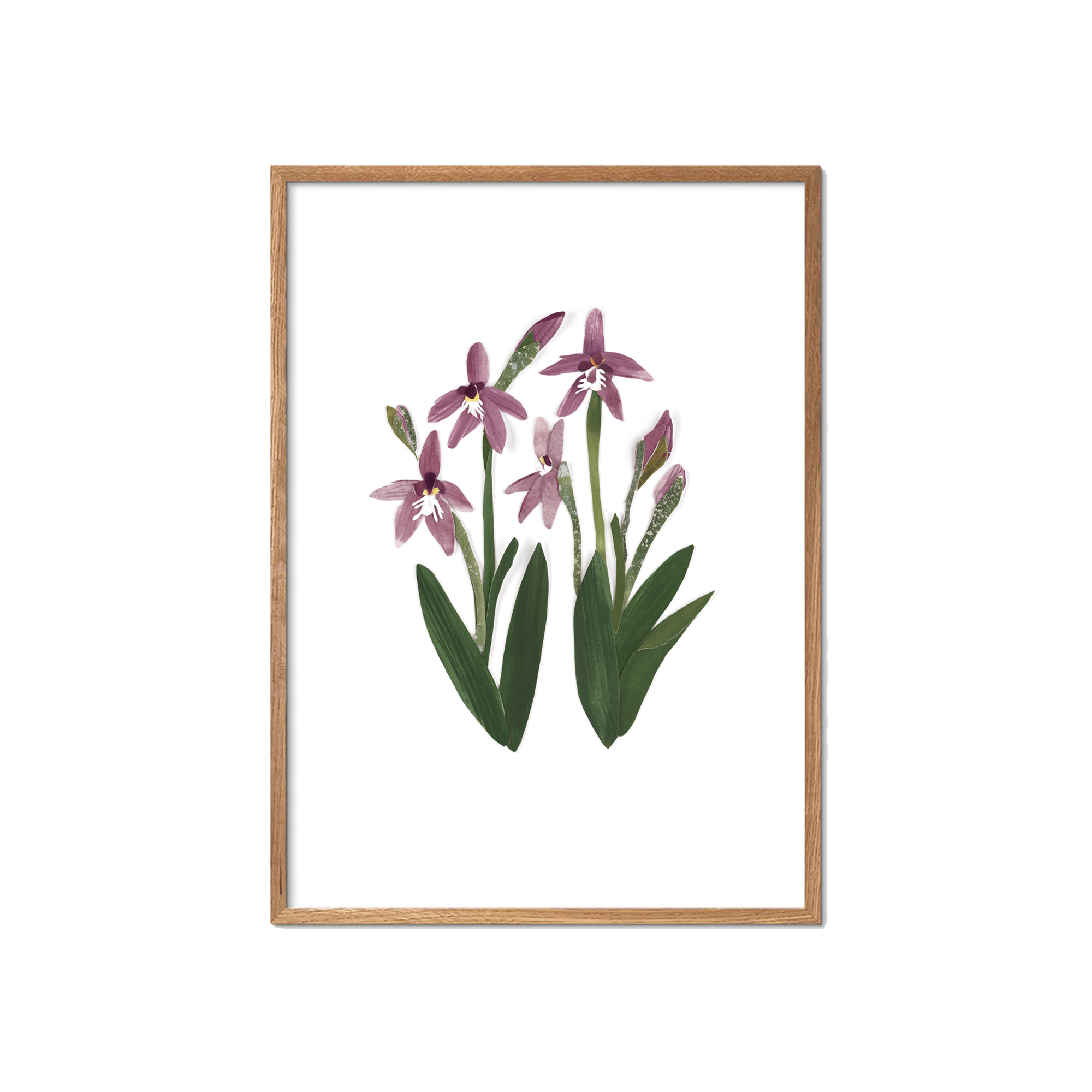 Pink Fairy Orchid Fine Art Print | Tahnee Denholm Studio - Botanical Art Australia