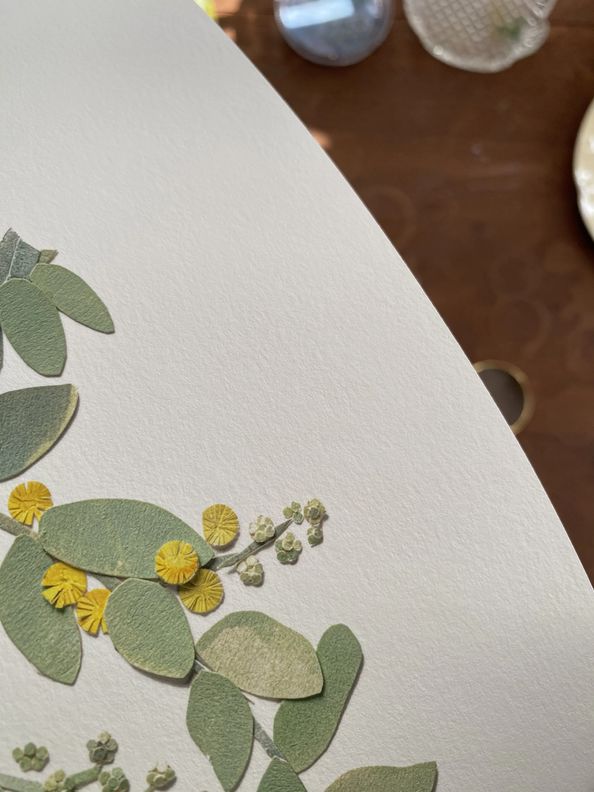 Tahnee Denholm Studio | Fine Art Prints - Silver Wattle close up.JPG