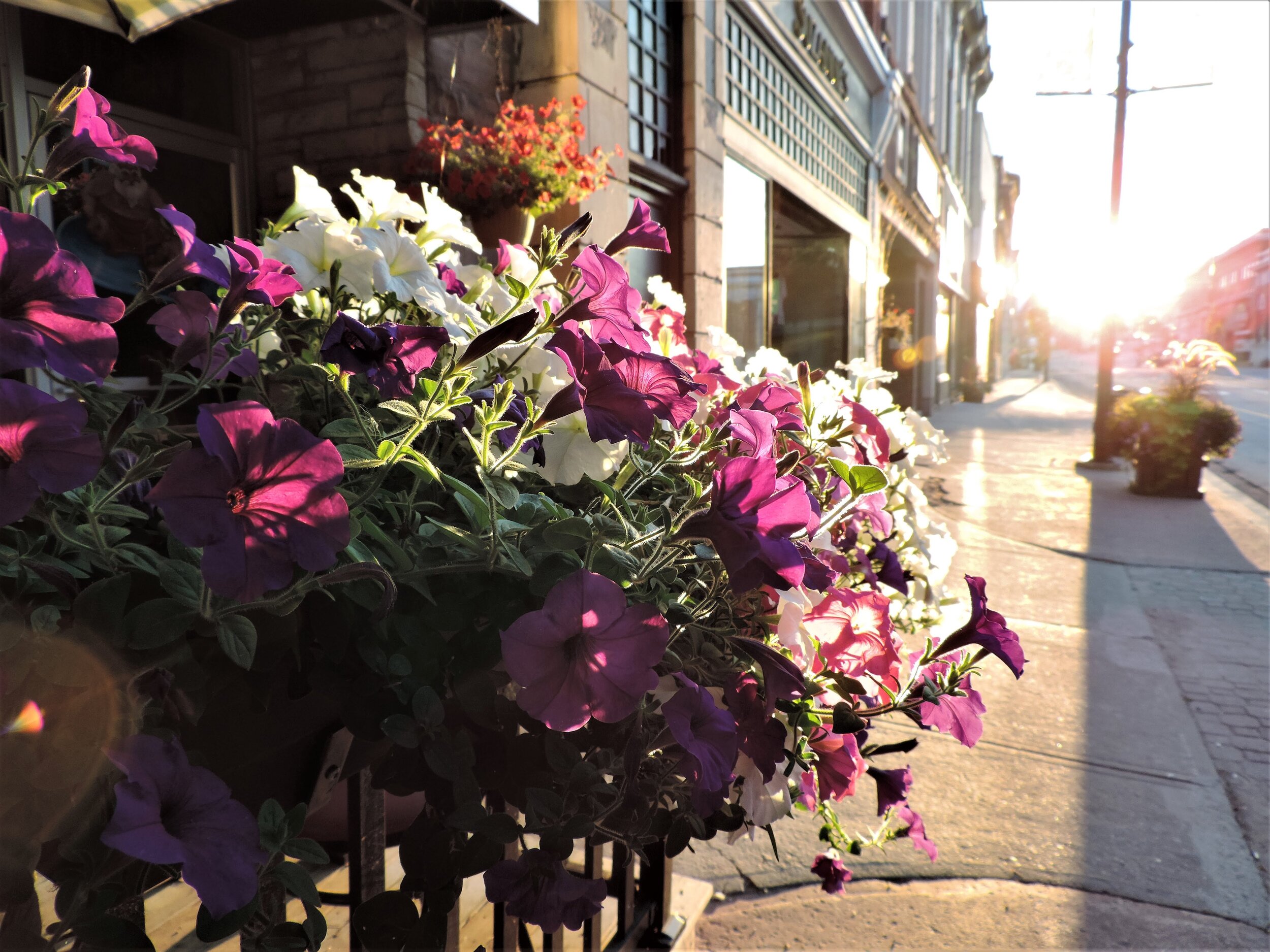 Taken on Nikon DSLR. The streets of Pembroke, ON were completely vacant on a Saturday morning at 6:50AM. The sun shone just brightly enough to illuminate the flowers sitting on the front of Kerry’s restaurant.