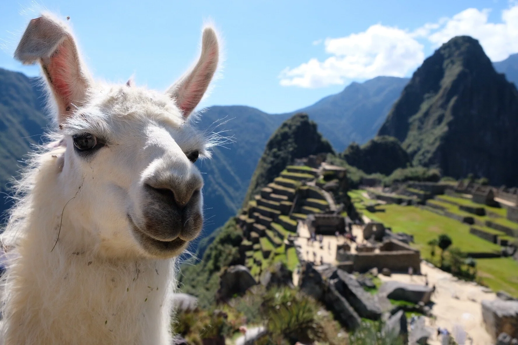 Llama on Machu Picchu, Peru