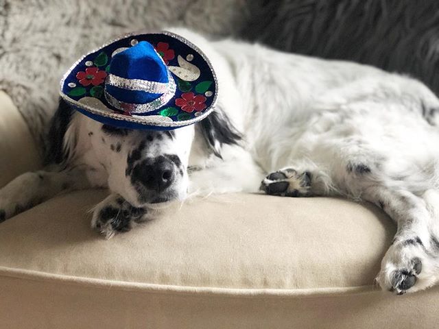 I prefur a siesta over a fiesta any day 💤
#chaplinthedog