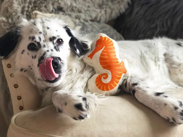 Do you sea me as salty or sassy?
🧡🐾GIVEAWAY🐾🧡
How would you like to win a Sassy Seahorse @shopwaggo Toy?

Winner announced April 20th

Rules to win:

1. &nbsp;Follow @sir_chaplin + @shopwaggo
2. &nbsp;Like this photo
3. &nbsp;Tag 3 friends
*Open 