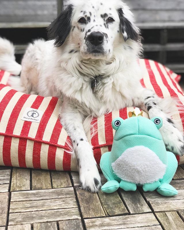 👑 There&rsquo;s only room for one dawg on this throne and I spent the majority of my morning kissing this toad, so it&rsquo;s me 😗🐸
Thanks @harrybarker_co for my new bed that is so large and poofy it&rsquo;s fit for a king.