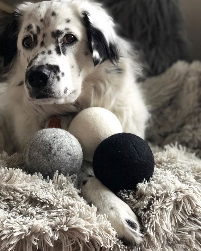 Current mood when human tells me these are not my toys AND we have to do laundry!?? 👀
April is earth month, so let&rsquo;s start early on saving energy, water, and plastic by using these toys &mdash;ahem I mean dryer balls 🤹🏻&zwj;♂️ and other item