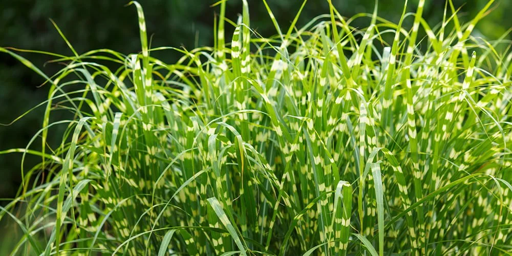 nativegrass.jpg