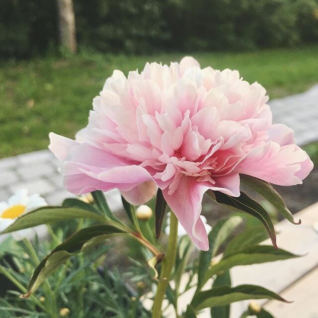 Pink peonies. Our first, long-awaited bloom. 💕
.
.
.
#wherethepalmtreesplay #lafamillededarcy #texansinsweden #backyardgarden #peonies #peony #pinkpeonies #swedishsummer #sweden