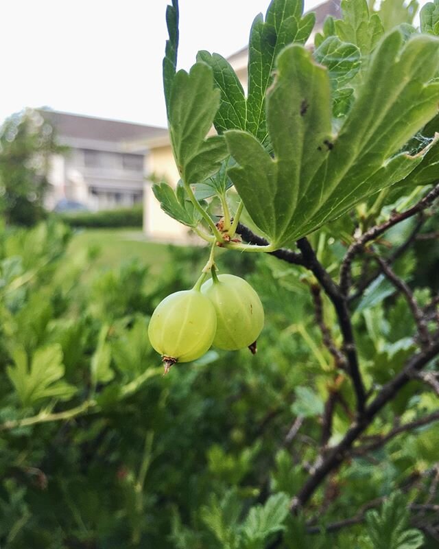 What sort of berries are these? They are growing in our yard. So far, we know they are sour and edible... Is it a gooseberry?
.
.
.
#wherethepalmtreesplay #lafamillededarcy #texansinsweden #berries #berrybush #backyardgarden #swedishsummer #sweden