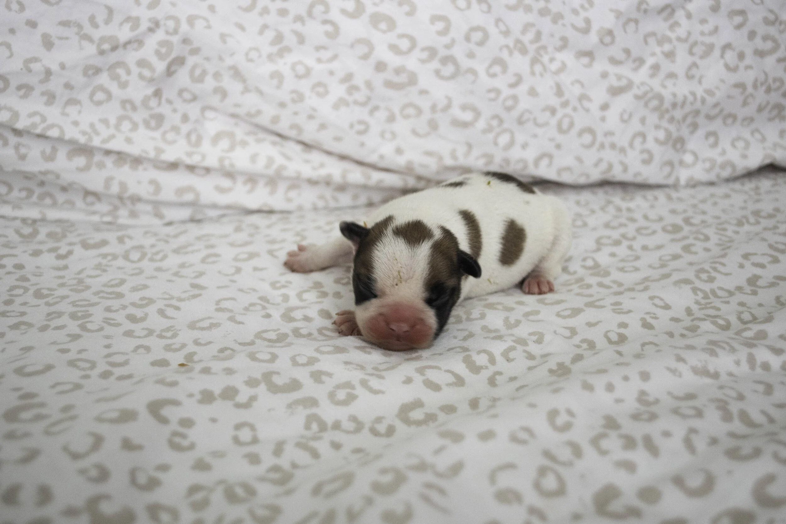 Izzy 2019 litter.jpg