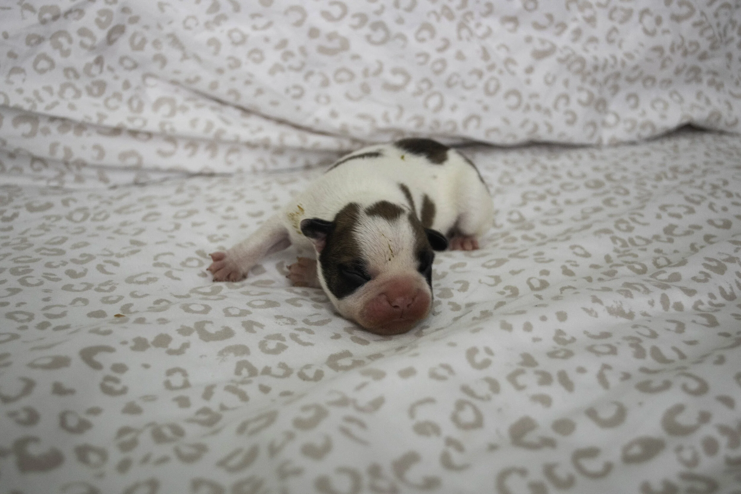 Izzy 2019 litter-3.jpg