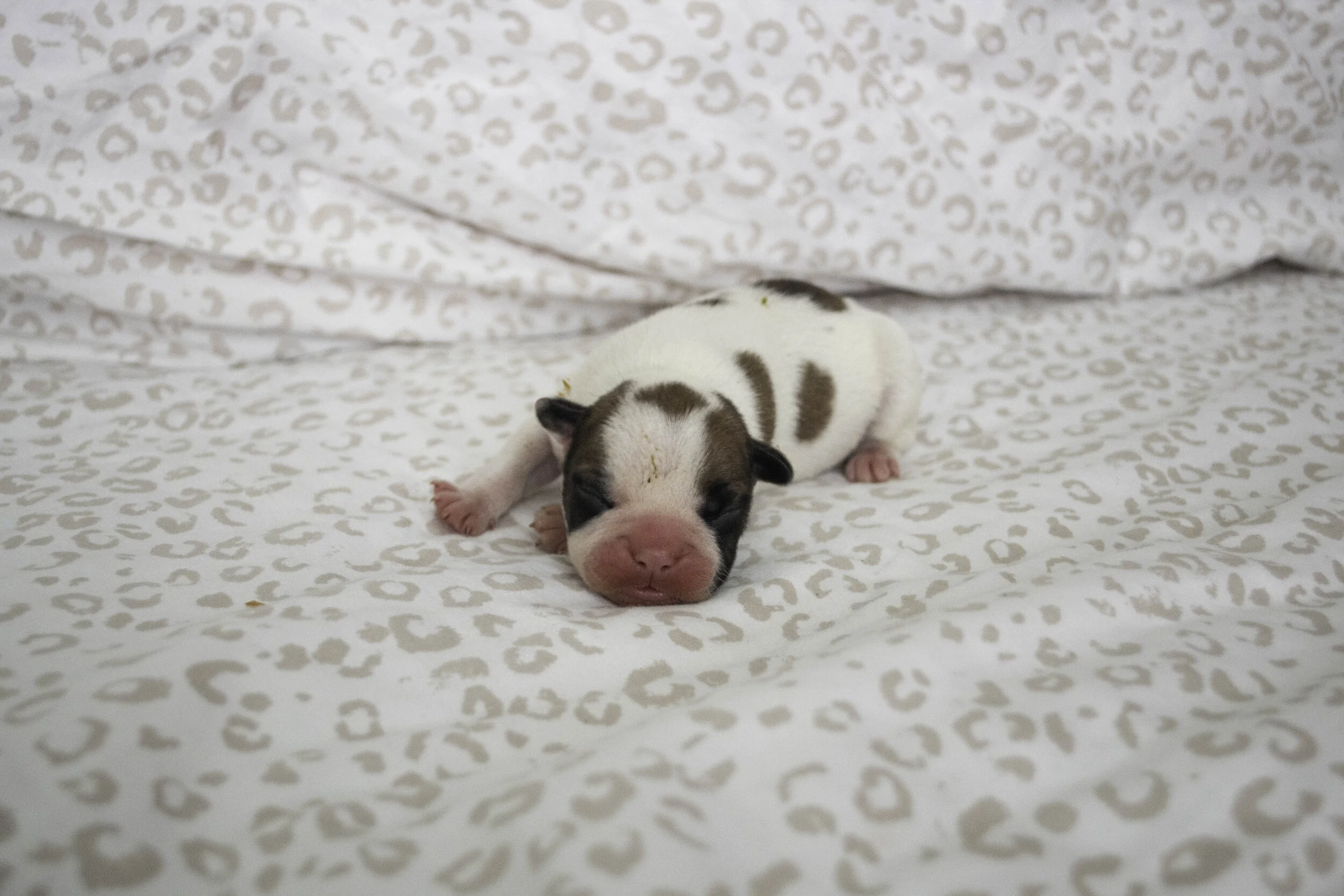 Izzy 2019 litter-2.jpg