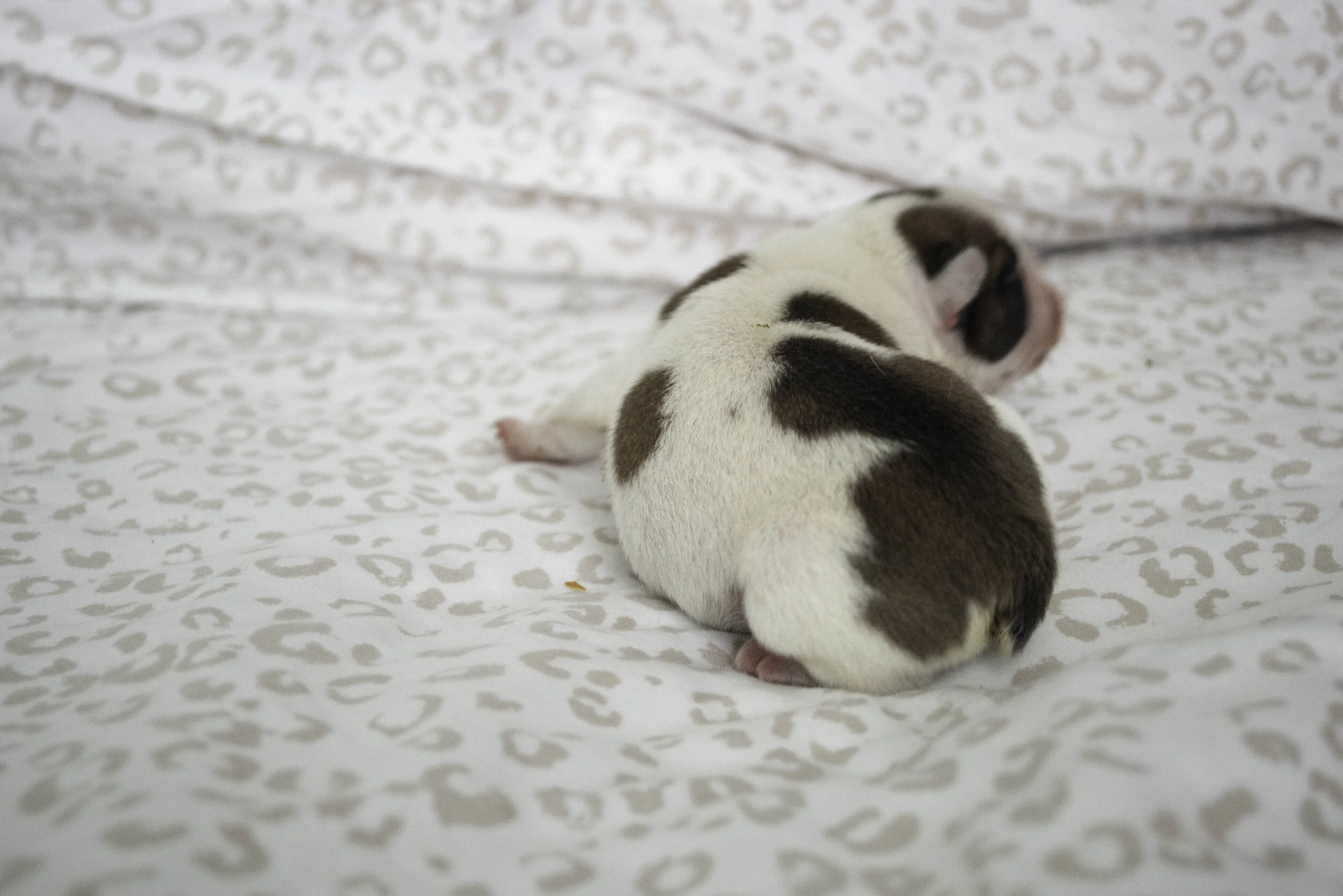 Izzy 2019 litter-5.jpg