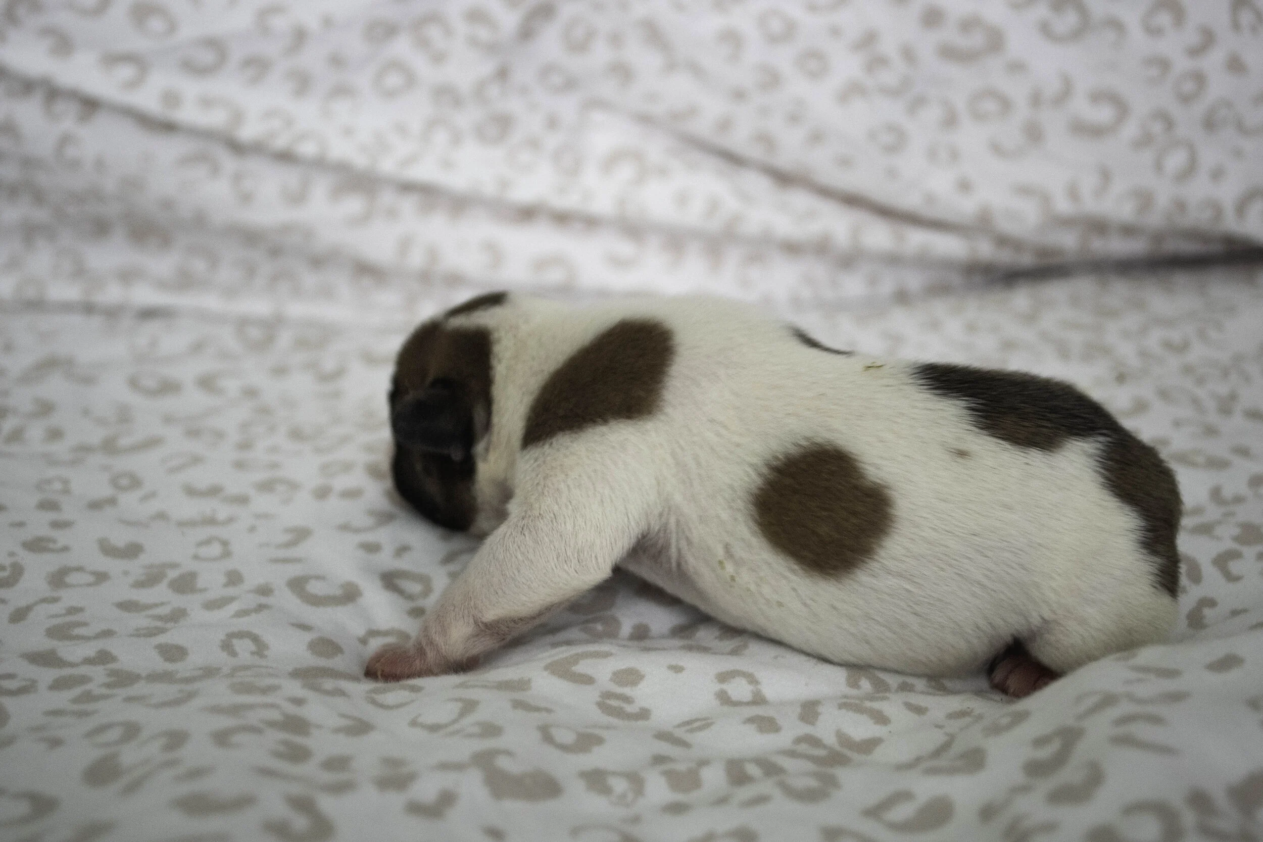 Izzy 2019 litter-4.jpg