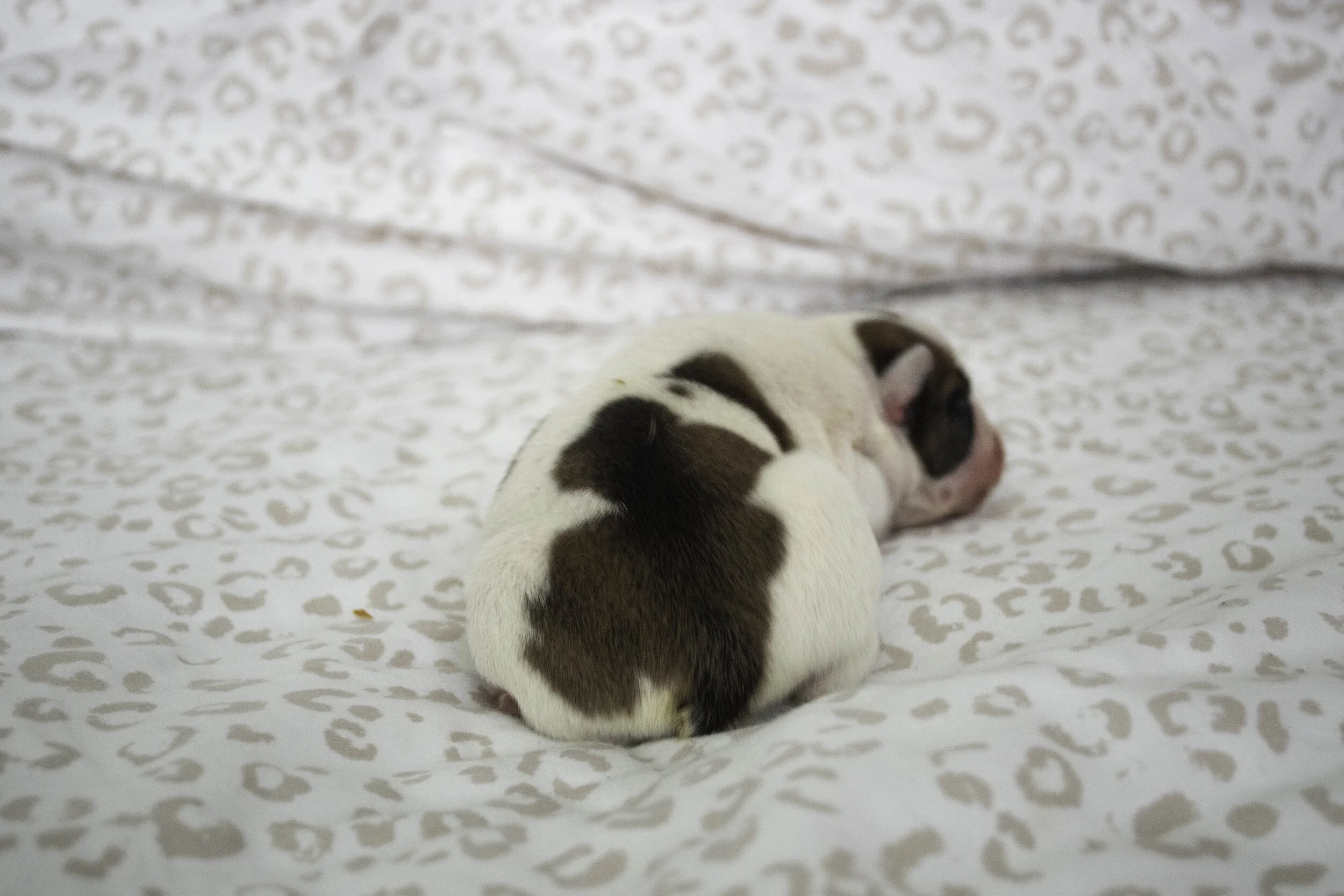 Izzy 2019 litter-6.jpg