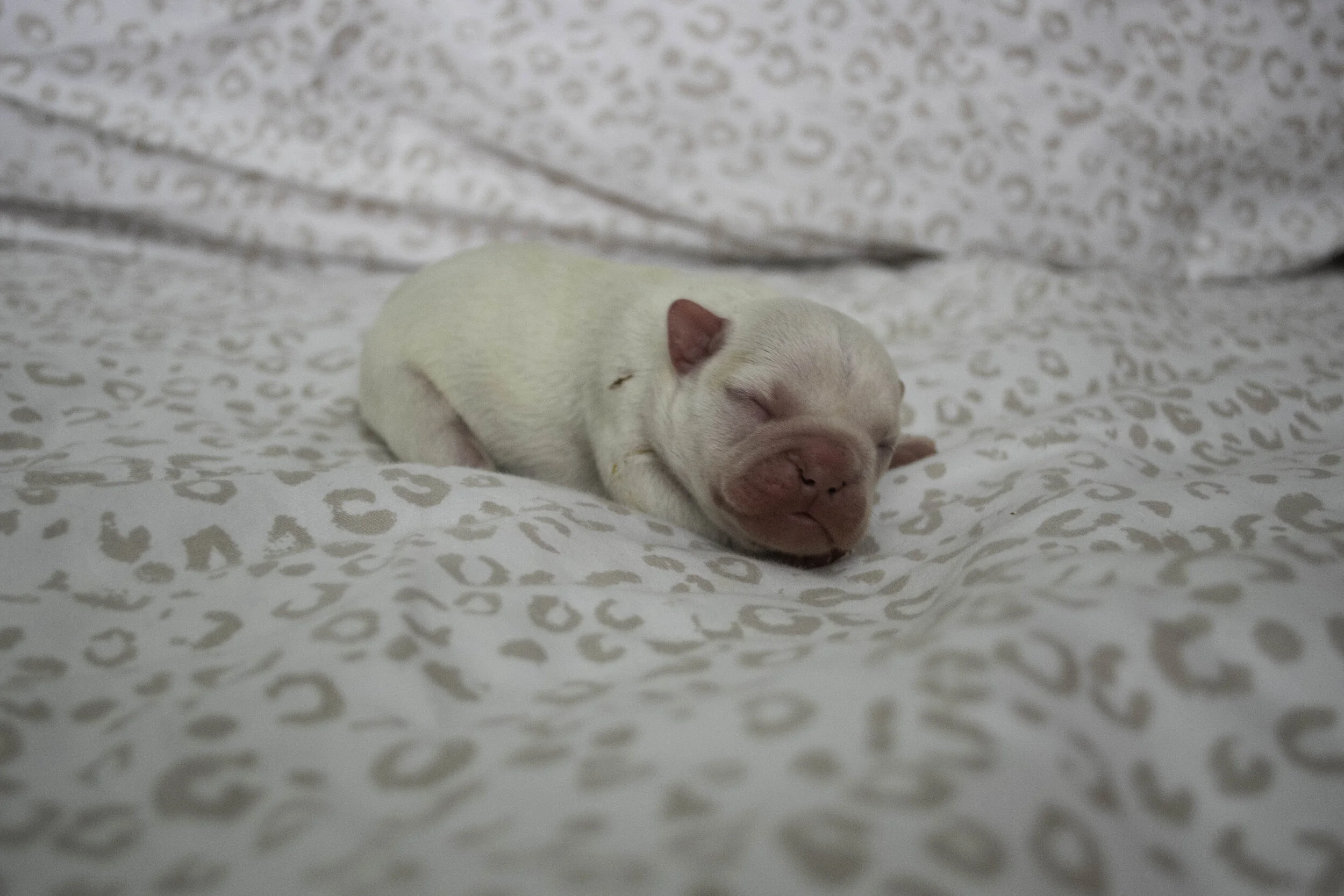 Izzy 2019 litter-19.jpg