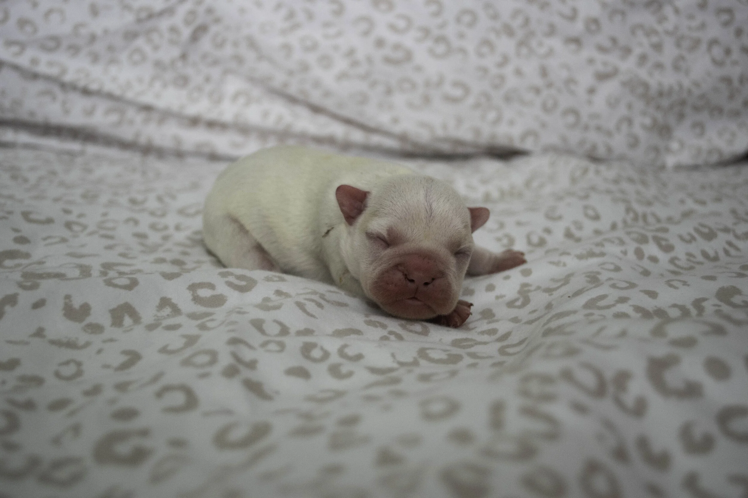 Izzy 2019 litter-18.jpg