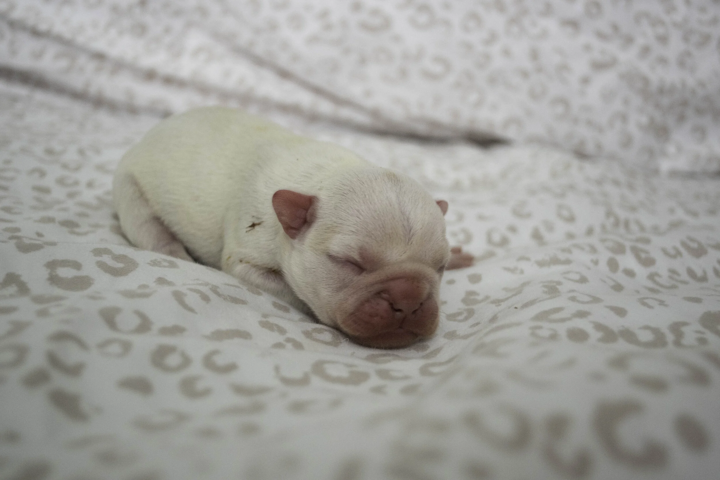 Izzy 2019 litter-21.jpg