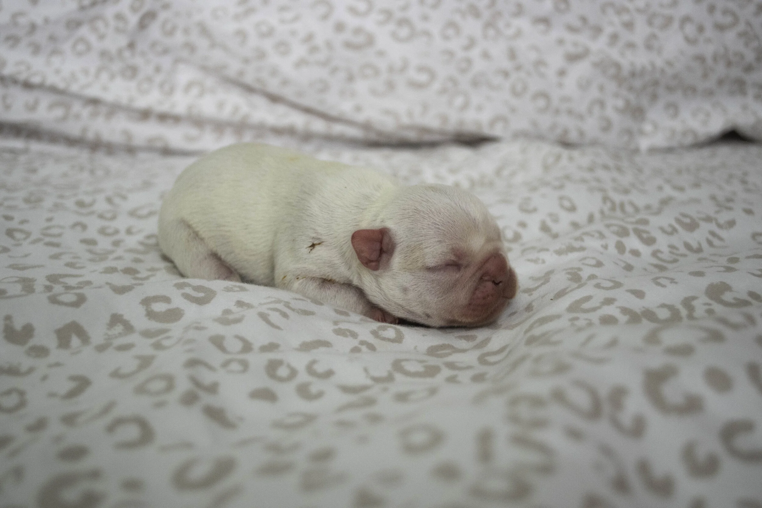 Izzy 2019 litter-20.jpg